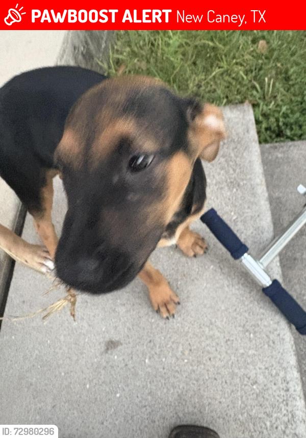 Lost Female Dog last seen Scott Gardner rd, New Caney, TX 77357