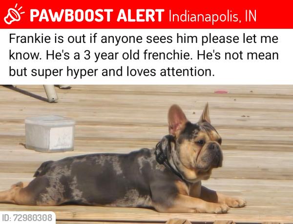 Lost Male Dog last seen Thompson Rd, Arlington Ave (Meckes Ln), Indianapolis, IN 46237