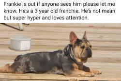 Lost Male Dog last seen Thompson Rd, Arlington Ave (Meckes Ln), Indianapolis, IN 46237