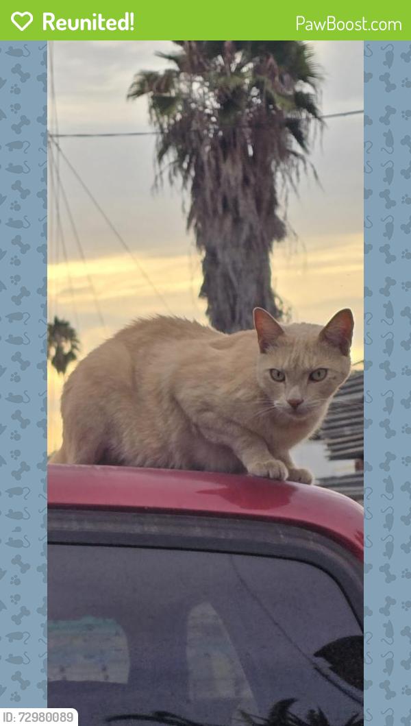 Reunited Male Cat last seen Winter Gardens Blvd, Lakeside, CA 92040