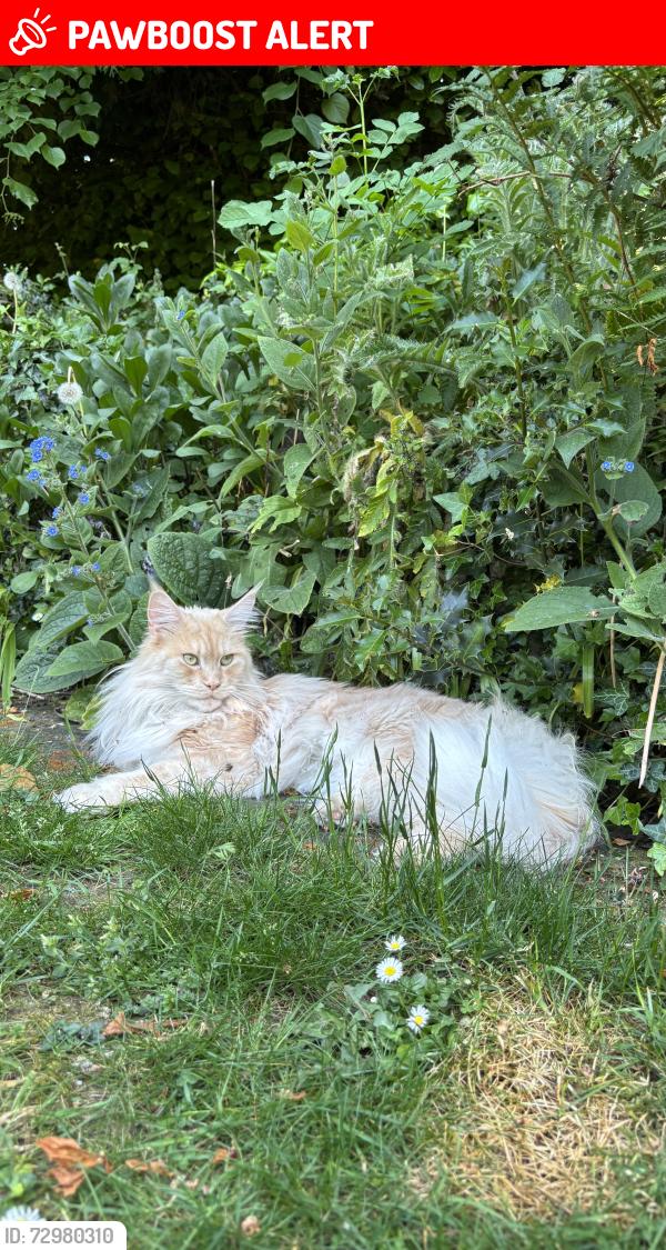 Lost Female Cat last seen Sandy lane near Burdon Lane, Greater London, England SM2 7DJ