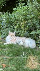 Lost Female Cat last seen Sandy lane near Burdon Lane, Greater London, England SM2 7DJ