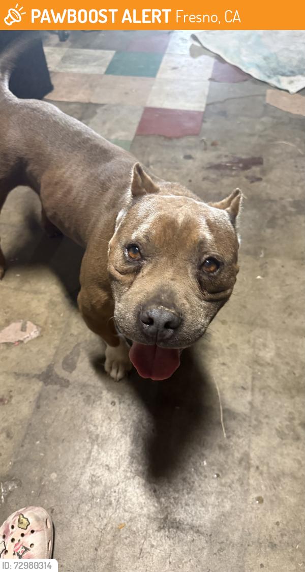 Found/Stray Male Dog last seen Helm and home, Fresno, CA 93727