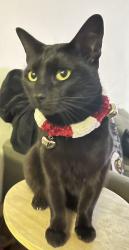 Lost Male Cat last seen Ashford Point And Dairy Ashford, Houston, TX 77082