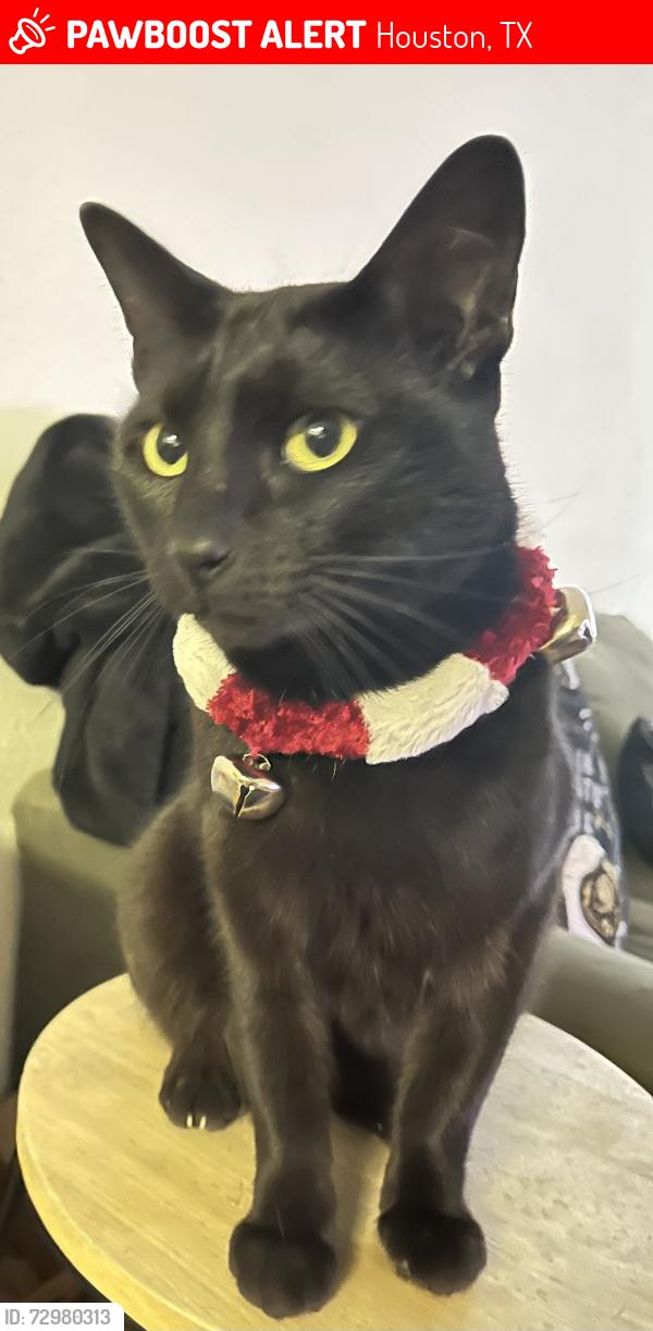 Lost Male Cat last seen Ashford Point And Dairy Ashford, Houston, TX 77082