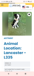 Lost Female Dog last seen Trevor ave, newgrove St Lancaster ca 93534, Lancaster, CA 93534