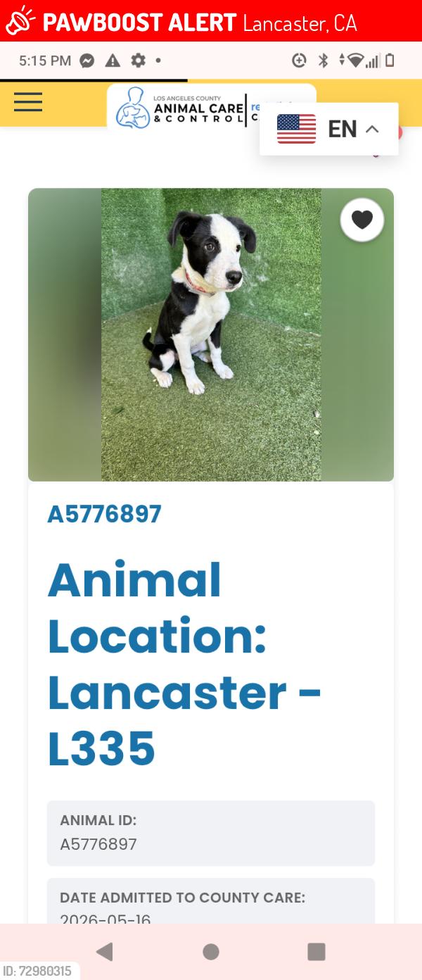 Lost Female Dog last seen Trevor ave, newgrove St Lancaster ca 93534, Lancaster, CA 93534