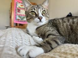 Lost Male Cat last seen Rancho del oro , Oceanside, CA 92054