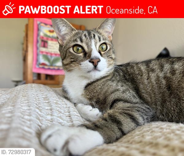 Lost Male Cat last seen Rancho del oro , Oceanside, CA 92054