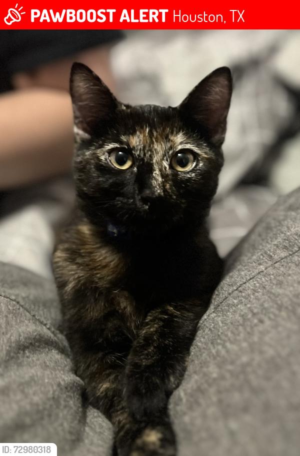 Lost Female Cat last seen Ashford point and dairy Ashford , Houston, TX 77082