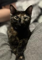 Lost Female Cat last seen Ashford point and dairy Ashford , Houston, TX 77082