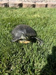 Lost Female Other last seen Near silver creek way, victorville ca, Victorville, CA 92392