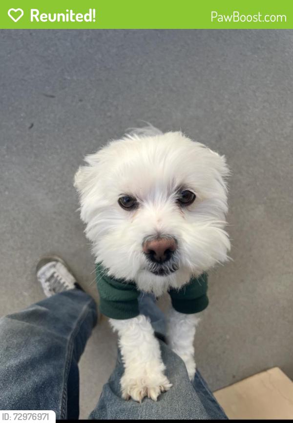 Reunited Male Dog last seen Apple Creek Dr, Perris, CA 92571, USA, Perris, CA 92571