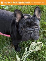 Shelter Stray Female Dog last seen Near Old York Rd, 21218, MD, Baltimore, MD 21230