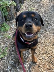 Shelter Stray Male Dog last seen Near W Pratt St, 21223, MD, Baltimore, MD 21230