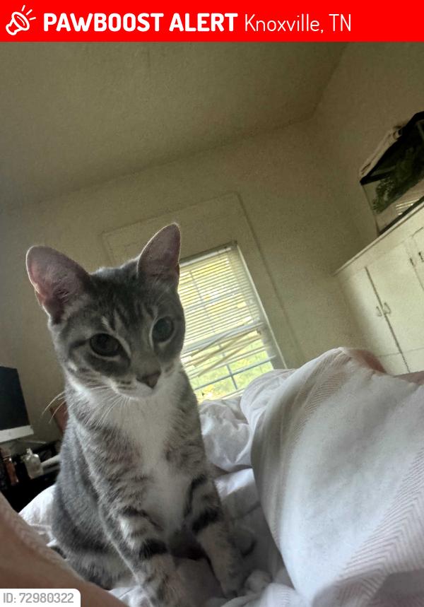 Lost Female Cat last seen Near Sevier Ave, Knoxville, TN 37920