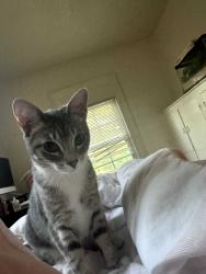 Lost Female Cat last seen Near Sevier Ave, Knoxville, TN 37920