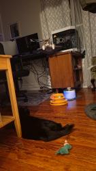 Reunited Male Cat last seen Fountain Hill park, Fountain Hill, PA 18015