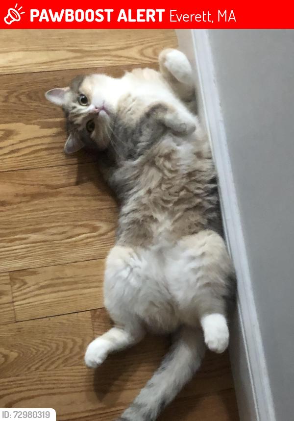 Lost Female Cat last seen Cat ran away from home suddenly due to startled by moving furnitures, Everett, MA 02149