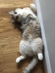 Lost Female Cat last seen Cat ran away from home suddenly due to startled by moving furnitures, Everett, MA 02149