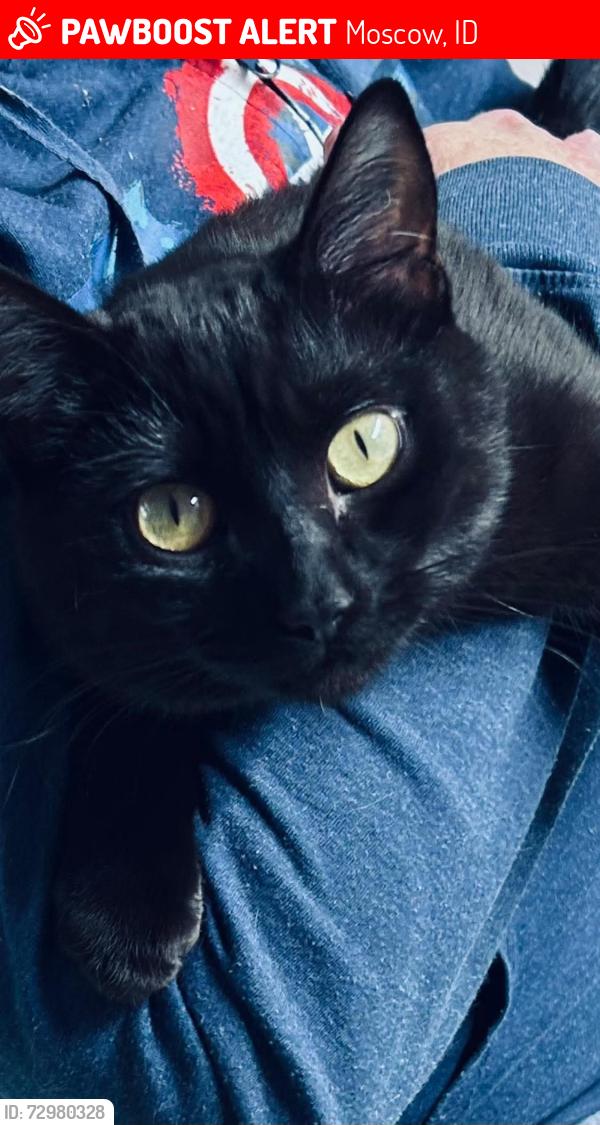 Lost Female Cat last seen Animal Clinic, Moscow, ID 83843