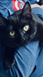 Lost Female Cat last seen Animal Clinic, Moscow, ID 83843