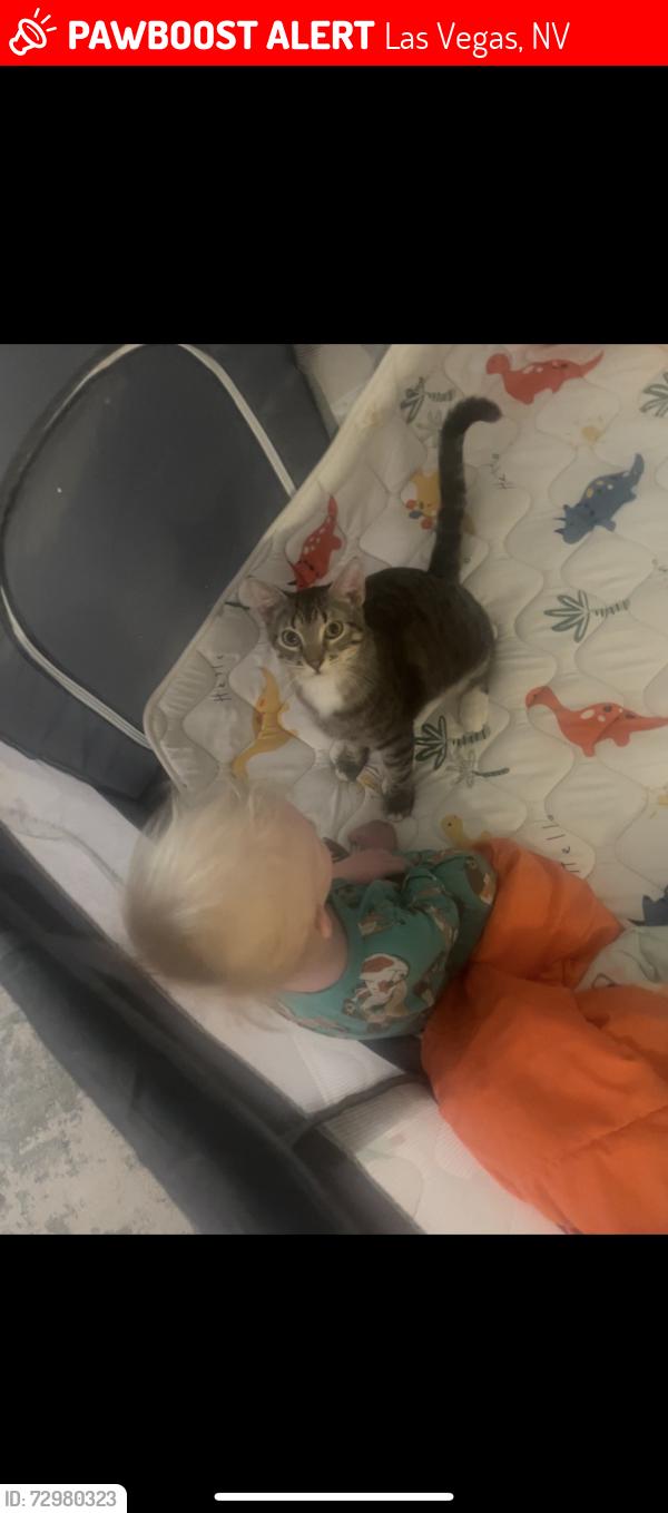 Lost Male Cat last seen Gowan and cimmaron , Las Vegas, NV 89129