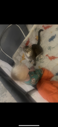 Lost Male Cat last seen Gowan and cimmaron , Las Vegas, NV 89129