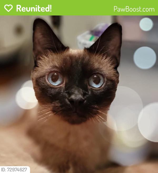 Reunited Male Cat last seen Becky Ln at High Point rd, Cochranville, PA 19330