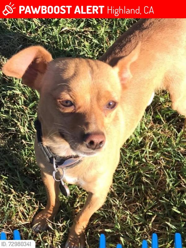 Lost Male Dog last seen La Praix & Palm St, Highland, CA 92346