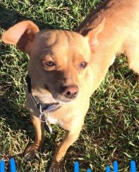 Lost Male Dog last seen La Praix & Palm St, Highland, CA 92346