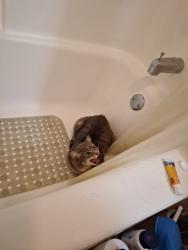 Found/Stray Unknown Cat last seen Baker st, East Wenatchee, WA 98802