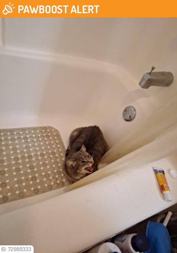 Found/Stray Unknown Cat last seen Baker st, East Wenatchee, WA 98802