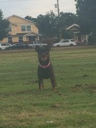 Lost Female Dog last seen Fred Meyers on 72nd Pacific ave, Tacoma, WA 98408