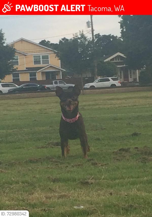 Lost Female Dog last seen Fred Meyers on 72nd Pacific ave, Tacoma, WA 98408