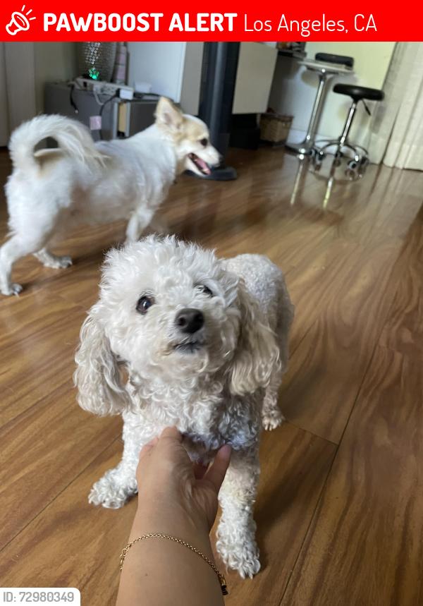 Lost Female Dog last seen Olympic & Crenshaw, Los Angeles, CA 90019