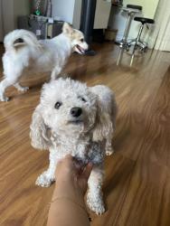 Lost Female Dog last seen Olympic & Crenshaw, Los Angeles, CA 90019