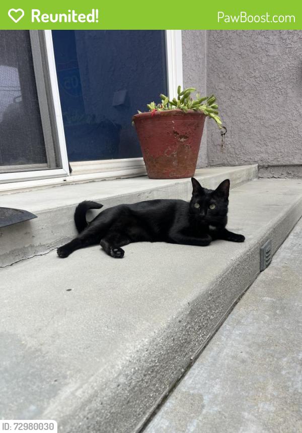 Reunited Female Cat last seen Palo verde stearns, Long Beach, CA 90815