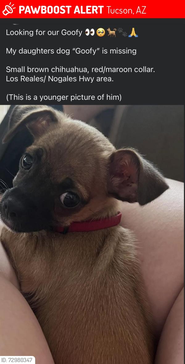 Lost Male Dog last seen Nogales hwy and Los Reales, Tucson, AZ 85756