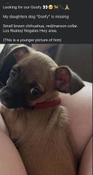 Lost Male Dog last seen Nogales hwy and Los Reales, Tucson, AZ 85756