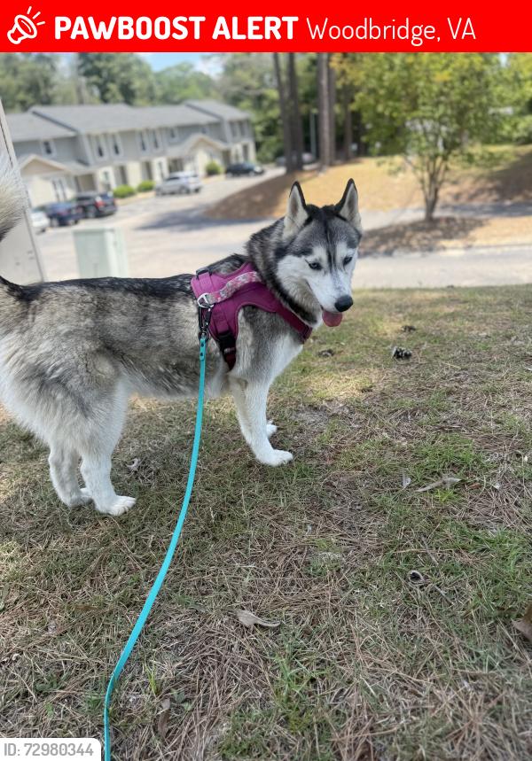 Lost Female Dog last seen Near crest Dr , Woodbridge, VA 22191
