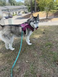 Lost Female Dog last seen Near crest Dr , Woodbridge, VA 22191