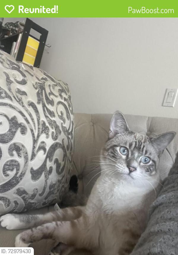 Reunited Male Cat last seen The Paseos, Montclair, CA 91763