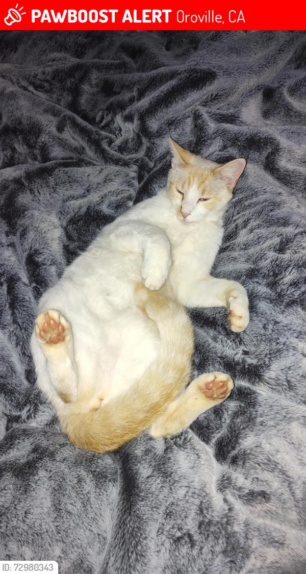 Lost Male Cat last seen Lower whinedot , Oroville, CA 95966