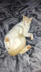 Lost Male Cat last seen Lower whinedot , Oroville, CA 95966