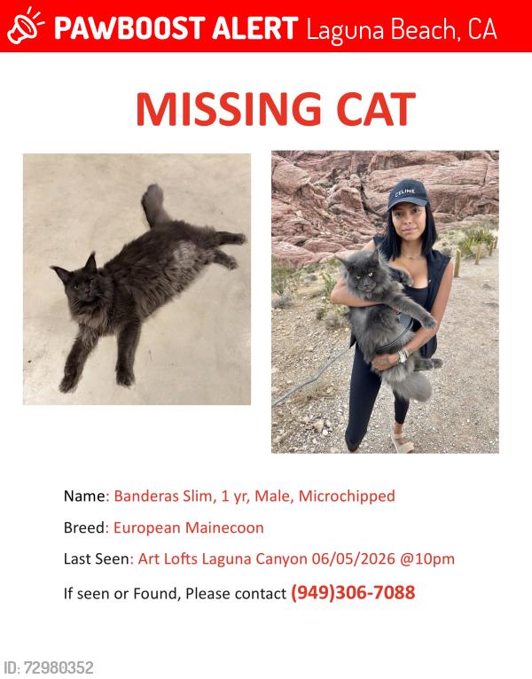 Lost Male Cat last seen Art Lofts , Laguna Beach, CA 92651