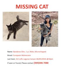 Lost Male Cat last seen Art Lofts , Laguna Beach, CA 92651