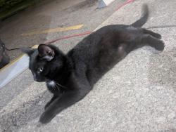 Found/Stray Unknown Cat last seen In a bush behind T-Mobile and Relax inn, Lancaster, OH 43130