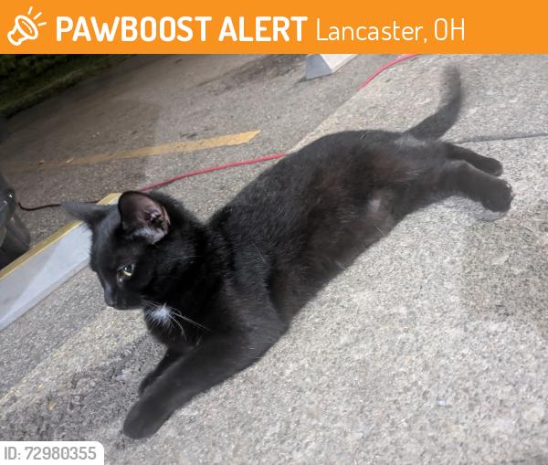 Found/Stray Unknown Cat last seen In a bush behind T-Mobile and Relax inn, Lancaster, OH 43130