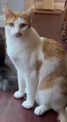 Lost Male Cat last seen Miller Ave Escondido, 92025, Escondido, CA 92025